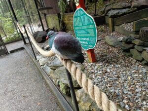 Kiwi Park at Queenstown