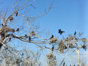 市川野鳥の楽園の「カワウコロニー」