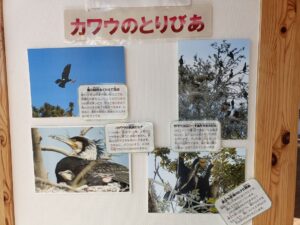 あいねすと（市川市行徳野鳥観察舎）にある「カワウのとりびあ」